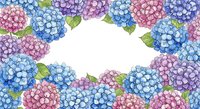 Watercolor hydrangea flowers frame with pink blue purple blooms and green leaves on white background for spring summer floral design projects.