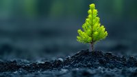 Young green pine tree seedling growing from dark soil with blurred natural background symbolizing new life, growth, environmental conservation and sustainability.