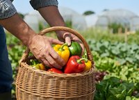 Farmer hands holding wicker basket filled with fresh colorful bell peppers and tomatoes in organic vegetable garden with greenhouse background for healthy eating.