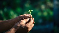 Hands holding small green seedling sprout against blurred natural background, symbolizing growth, environmental care, sustainability and new beginnings for eco-friendly projects.