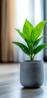 Young green plant with vibrant leaves growing in modern gray concrete pot on wooden surface against soft blurred background, minimalist home decor setting.