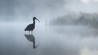 Silhouette of heron bird standing in calm misty lake water with perfect reflection during foggy morning creating serene atmospheric wetland scene.