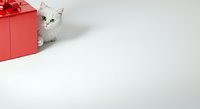 White fluffy cat peeking from behind red gift box with ribbon on white background, suitable for holiday greeting cards and festive marketing materials.