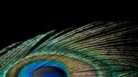 Colorful peacock feather with iridescent eye pattern displaying vibrant blues, greens and gold tones against dark background for luxury design projects.