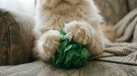 Adorable fluffy puppy playing with green toy on cozy sofa. Playful pet enjoying indoor activities at home with soft blankets and comfortable furniture.
