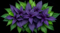 Vibrant purple basil leaves arrangement with green foliage on black background, isolated botanical herb composition for culinary and design projects.