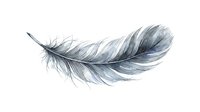 Delicate gray feather with soft texture and natural curves isolated on white background for design projects and creative artwork applications.