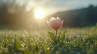 Pink tulip flower growing in dewy grass at sunrise, with golden sunlight and bokeh effect creating magical morning atmosphere in spring garden.