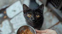 Black cat with bright amber eyes looking up at metal food bowl held by owner's hand, creating engaging pet care composition. Perfect for veterinary and pet food marketing.