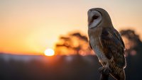 Barn owl perched at golden hour sunset with warm orange sky and silhouetted trees in background creating peaceful wildlife scene for nature photography.
