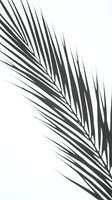 Monochrome palm frond casting dramatic shadow on white background, suitable for minimalist design, botanical backgrounds, and contemporary interior decor projects.
