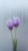 Purple tulips behind foggy glass with water droplets creating dreamy, ethereal atmosphere for romantic or melancholic designs.