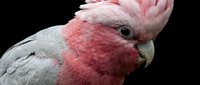 Pink and grey galah cockatoo parrot with raised crest feathers against black background, showcasing detailed plumage and beak for wildlife photography projects.