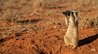 Meerkat standing alert on red desert sand with binoculars around neck in arid landscape for wildlife photography and nature documentation projects.