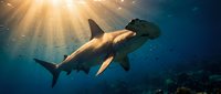 Majestic shark swimming in deep blue ocean waters with dramatic sunlight rays penetrating from surface creating ethereal underwater scene for marine wildlife content.