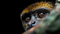 Close-up portrait of wild primate with golden fur and expressive brown eyes peering through forest foliage in natural habitat for wildlife photography.