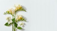 White freesia flowers with green leaves arranged in elegant bouquet on light background for wedding invitations and floral design projects.