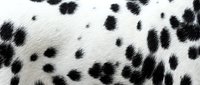 Dalmatian dog fur with distinctive black spots on white coat, close-up texture for pet, animal, and veterinary design projects.