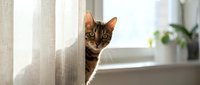 Tabby cat peeking behind sheer curtain at window with natural light and potted plant in background, suitable for pet and home decor content.