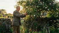 Senior man in formal attire tending to climbing roses in garden setting during golden hour, showcasing gardening hobby and outdoor leisure activity for mature adults.