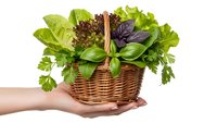 Fresh herbs and leafy greens in wicker basket held by hands on white background, organic cooking ingredients for healthy kitchen and culinary recipes.