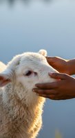 Person with dark skin tone gently petting white goat's head against blue sky background during golden hour. Captures human-animal connection and care for livestock or farm animals.