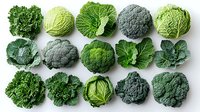 Fresh green and purple cabbage varieties arranged in neat rows on white background, including savoy, broccoli, and kale heads, isolated for culinary design.
