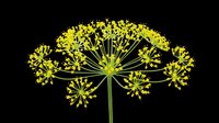 Bright yellow fennel flower head with delicate umbrella-shaped clusters isolated on transparent background. Ready for t-shirt designs, clipart, stickers, sublimation, and print-on-demand projects.
