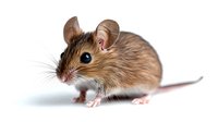 Small brown mouse with white belly and long whiskers on isolated white background, side view portrait showing detailed fur texture and curious expression.