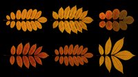 Autumn rowan leaves set in warm orange and red tones, isolated on transparent background. Ready for clipart, stickers, t-shirt design, sublimation, and print on demand.
