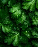 Fresh green parsley leaves covered with water droplets after rain, natural herb background for culinary and cooking projects.