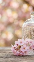 Glass cloche bell jar with pink cherry blossoms on rustic wooden table against soft bokeh background for spring decor and romantic styling projects.