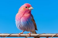 Pink and purple finch perched on wire against vibrant blue sky background, displaying colorful plumage and distinctive beak in sharp detail.