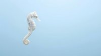 Delicate seahorse floating gracefully in soft blue water with gentle lighting creating peaceful underwater marine life scene for aquatic themed designs.