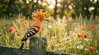 Hoopoe bird with distinctive orange crest perched on wooden post in wildflower meadow with poppies during golden hour sunset light.