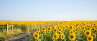 Vast sunflower field stretching to horizon under soft sky with dirt path leading through golden blooms creating peaceful rural agricultural landscape.