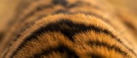 Close-up of animal fur texture with warm brown and black tones, suitable for wildlife backgrounds, nature design projects, and textile pattern references.