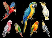 Colorful parrot clipart set with macaw, cockatoo, cockatiel and conure, isolated on transparent background, ready for stickers, t-shirt design, and print on demand.