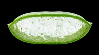 Lime slice cross-section isolated on transparent background, ready for culinary design, beverage packaging, food illustrations, t-shirt prints, stickers, and print-on-demand products.