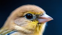 Close-up portrait of a canary bird with bright yellow feathers, pink beak, and detailed eye against dark blue background, showcasing avian beauty.