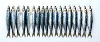 Fresh sardines arranged in neat row on white background isolated for culinary design and seafood market advertising purposes.