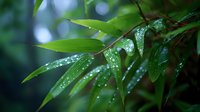 Fresh bamboo leaves covered with morning dew drops against blurred natural background, creating peaceful zen atmosphere for wellness and spa designs.