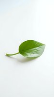 Single fresh green leaf with stem isolated on white background, suitable for organic, natural, and eco-friendly design projects.