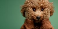 Adorable toy poodle puppy wearing cozy brown knitted sweater against soft green background for pet fashion and winter clothing concepts.
