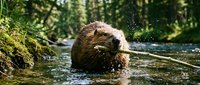 Beaver swimming in natural forest stream surrounded by lush green vegetation and moss-covered logs in pristine wilderness habitat.