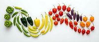 Fresh colorful chili peppers arranged in rainbow gradient from green to red on white background. Spicy hot pepper varieties for cooking and seasoning.