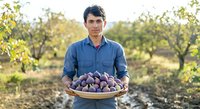 Young male farmer of South Asian ethnicity holding basket of fresh figs in orchard during harvest season. Agricultural worker displaying organic produce for farming, agriculture, and food industry use.