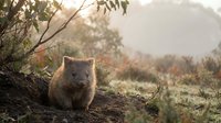 Adorable wombat sitting on ground in natural Australian wilderness habitat during golden hour sunrise with soft warm lighting and native vegetation.