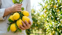 Farmer holding fresh yellow lemons with green leaves in orchard garden, harvesting citrus fruits for organic farming and agriculture business.