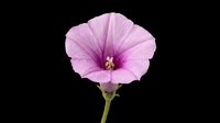 Delicate pink morning glory flower with open petals and golden stamens, isolated on transparent background. Ready for clipart, t-shirt design, stickers, sublimation, and print-on-demand projects.